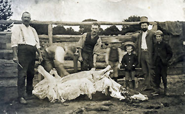 Isaac Swift thought to-be-the first-animal slaughtered in Mornington by the first butcher  whose shop was at the corner of the present Murray and Phillip Streets
