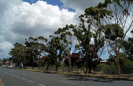 Eucalypts old Mornington High School